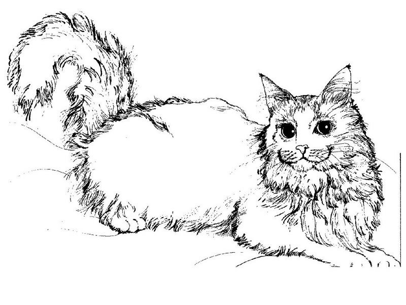 Página para colorir: Gato (animais) #1773 - Páginas para Colorir Imprimíveis Gratuitamente