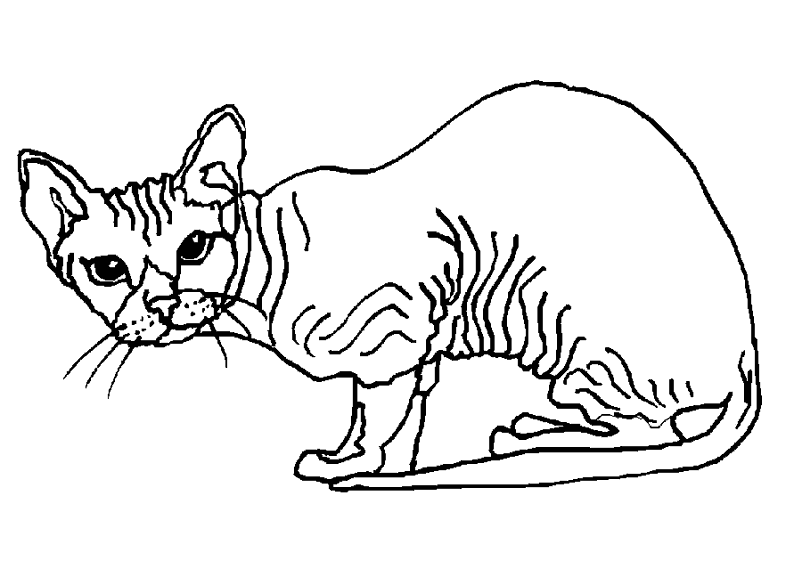 Página para colorir: Gato (animais) #1841 - Páginas para Colorir Imprimíveis Gratuitamente