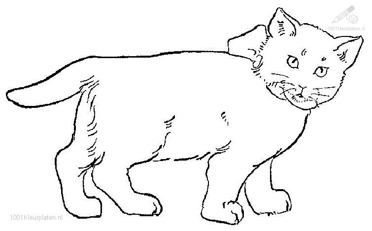 Página para colorir: Gato (animais) #1882 - Páginas para Colorir Imprimíveis Gratuitamente