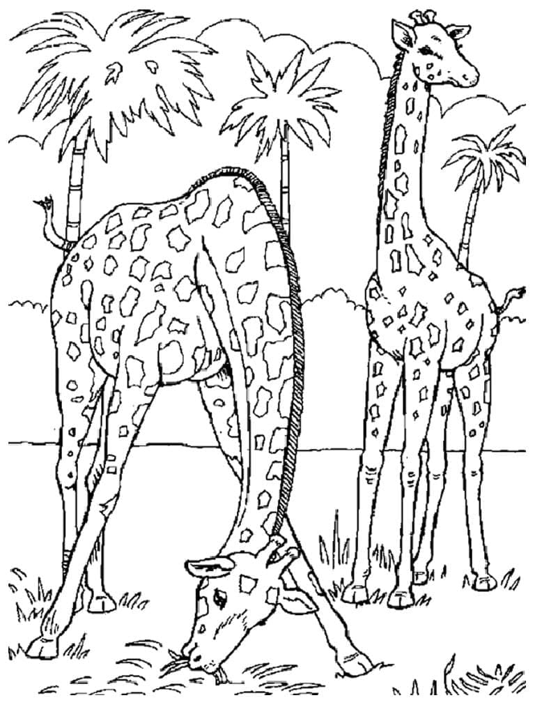Desenho gratuito Girafa #177580 da colecao Animais para imprimir