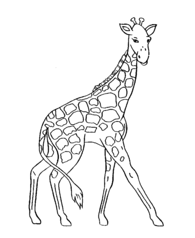 Página para colorir: Girafa (animais) #7220 - Páginas para Colorir Imprimíveis Gratuitamente