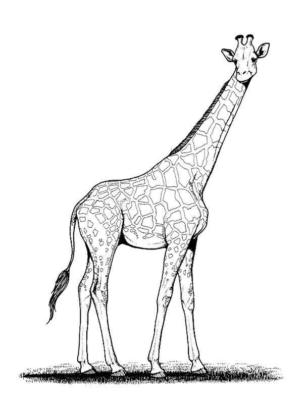 Página para colorir: Girafa (animais) #7229 - Páginas para Colorir Imprimíveis Gratuitamente