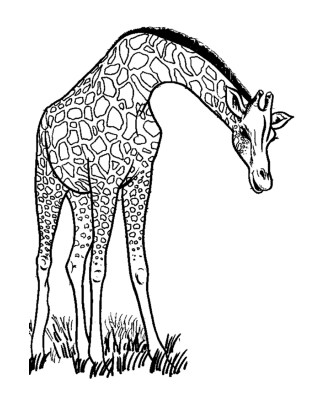 Página para colorir: Girafa (animais) #7234 - Páginas para Colorir Imprimíveis Gratuitamente