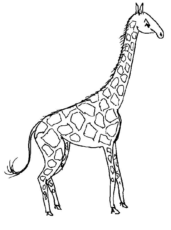 Página para colorir: Girafa (animais) #7235 - Páginas para Colorir Imprimíveis Gratuitamente