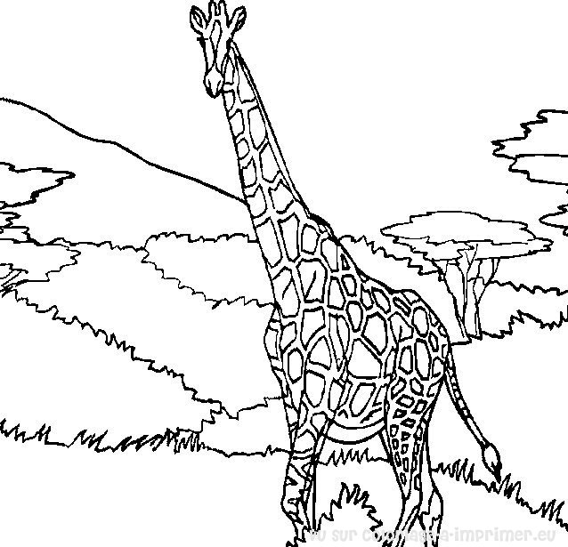 Página para colorir: Girafa (animais) #7240 - Páginas para Colorir Imprimíveis Gratuitamente