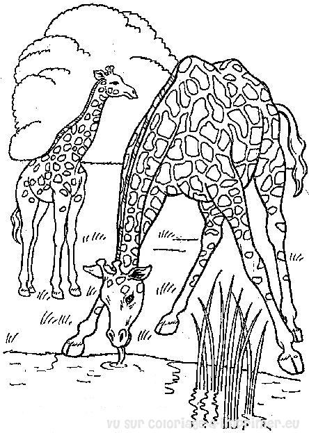 Página para colorir: Girafa (animais) #7245 - Páginas para Colorir Imprimíveis Gratuitamente