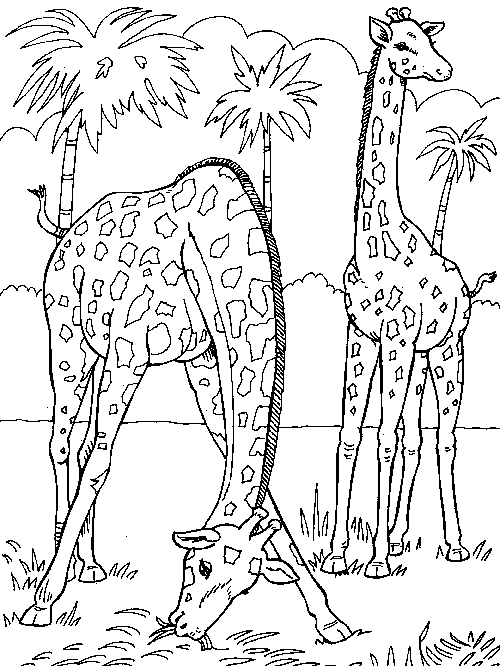 Página para colorir: Girafa (animais) #7277 - Páginas para Colorir Imprimíveis Gratuitamente