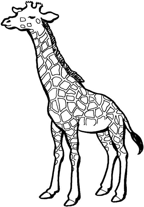 Página para colorir: Girafa (animais) #7334 - Páginas para Colorir Imprimíveis Gratuitamente