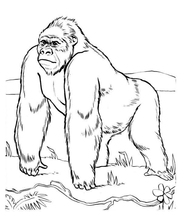 Página para colorir: Gorila (animais) #7421 - Páginas para Colorir Imprimíveis Gratuitamente