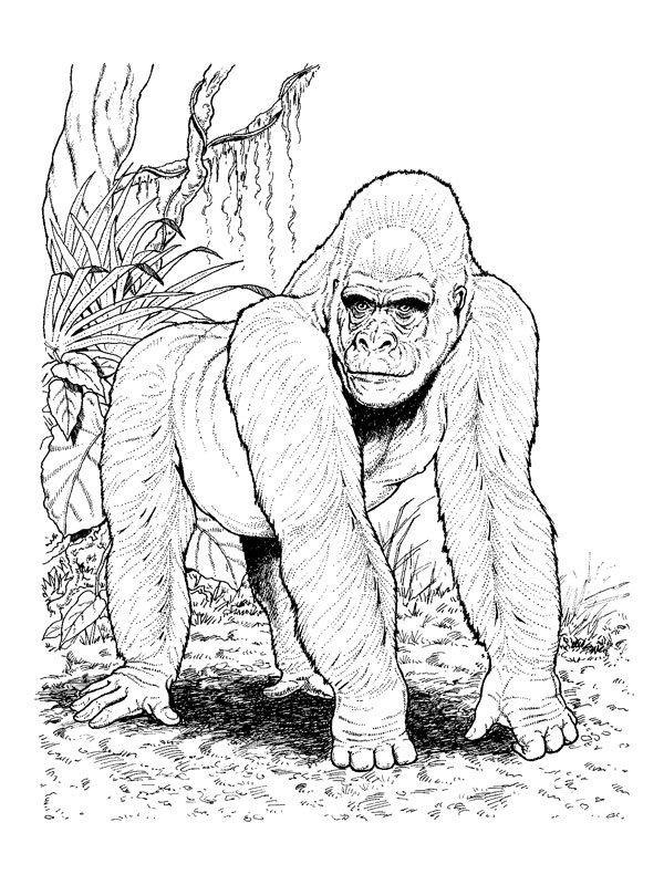 Página para colorir: Gorila (animais) #7467 - Páginas para Colorir Imprimíveis Gratuitamente