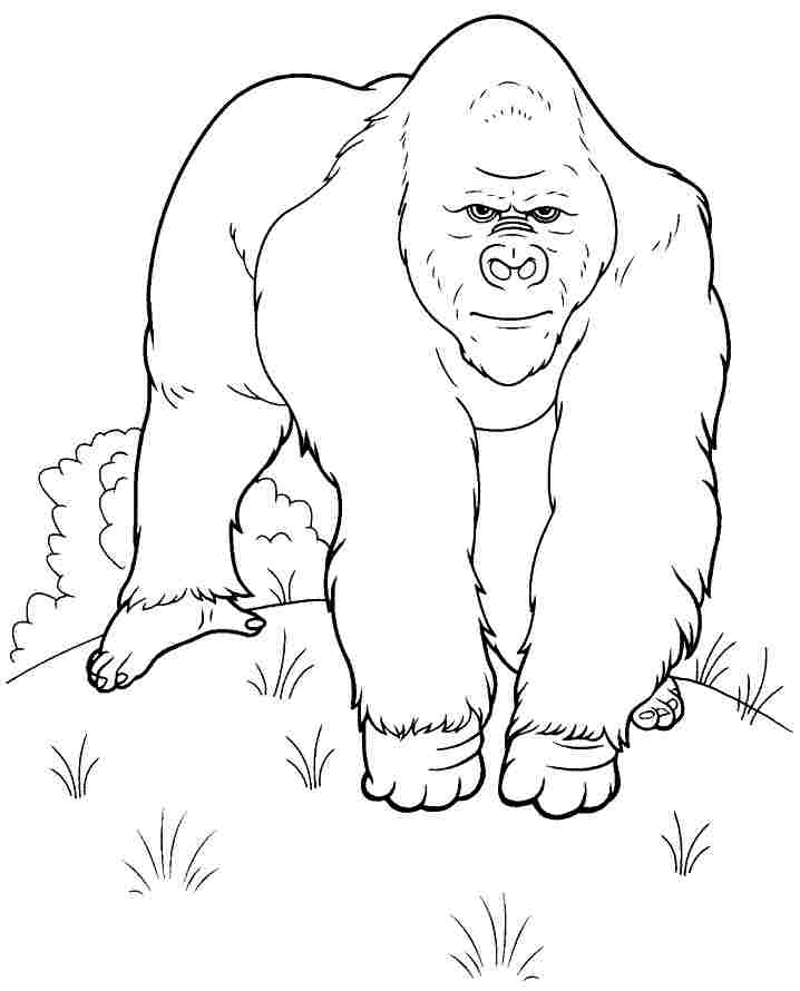 Página para colorir: Gorila (animais) #7477 - Páginas para Colorir Imprimíveis Gratuitamente