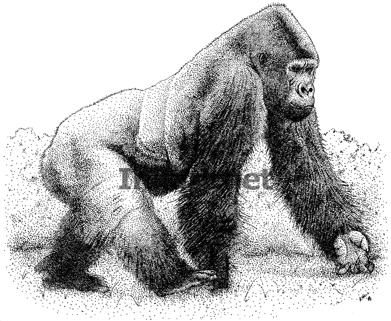 Página para colorir: Gorila (animais) #7563 - Páginas para Colorir Imprimíveis Gratuitamente