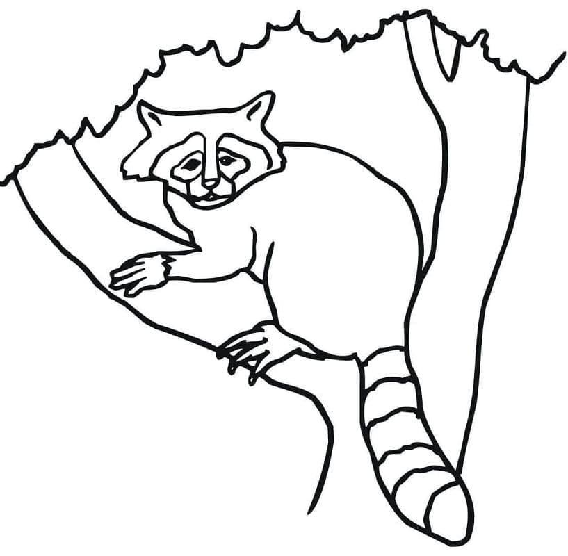 Desenho gratuito Guaxinim #208533 da colecao Animais para imprimir
