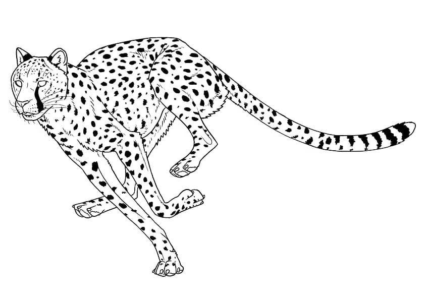 Desenho gratuito Guepardo #188874 da colecao Animais para imprimir Desenho gratuito Guepardo #188874 da colecao Animais para imprimir