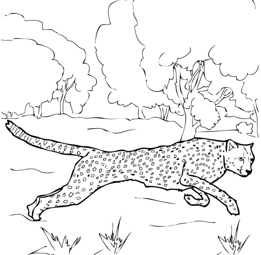 Desenho gratuito Guepardo #188885 da colecao Animais para imprimir Desenho gratuito Guepardo #188885 da colecao Animais para imprimir