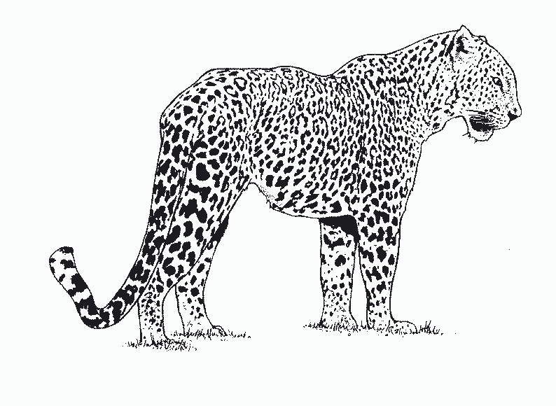 Página para colorir: guepardo (animais) #7868 - Páginas para Colorir Imprimíveis Gratuitamente