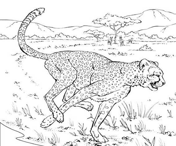 Página para colorir: guepardo (animais) #7880 - Páginas para Colorir Imprimíveis Gratuitamente