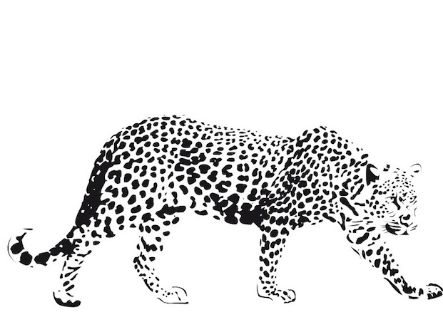 Página para colorir: guepardo (animais) #7901 - Páginas para Colorir Imprimíveis Gratuitamente
