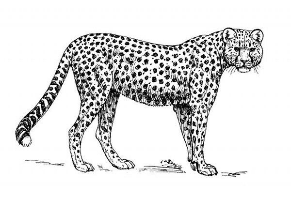 Página para colorir: guepardo (animais) #7966 - Páginas para Colorir Imprimíveis Gratuitamente