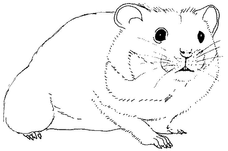 Página para colorir: hamster (animais) #8011 - Páginas para Colorir Imprimíveis Gratuitamente