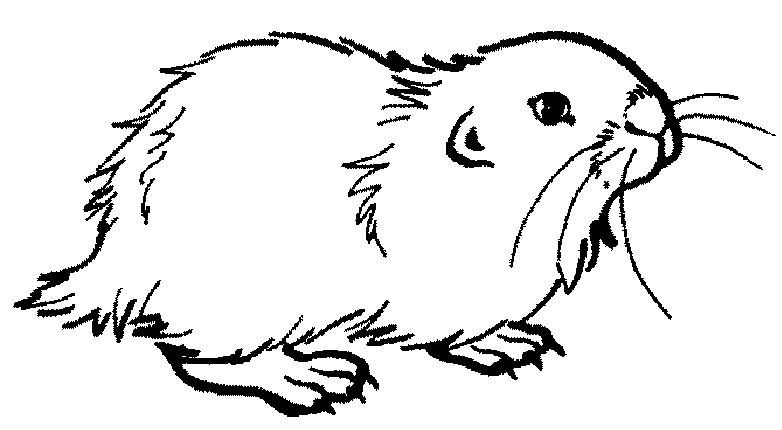 Página para colorir: hamster (animais) #8039 - Páginas para Colorir Imprimíveis Gratuitamente