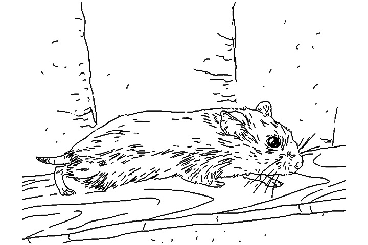 Página para colorir: hamster (animais) #8120 - Páginas para Colorir Imprimíveis Gratuitamente