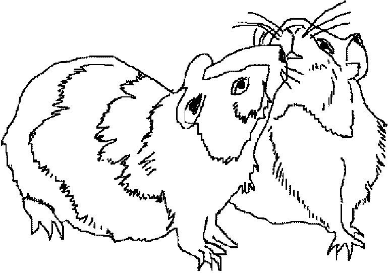 Página para colorir: hamster (animais) #8127 - Páginas para Colorir Imprimíveis Gratuitamente