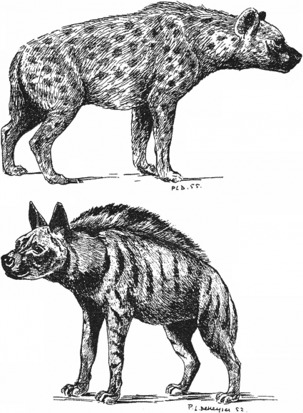 Página para colorir: Hiena (animais) #19641 - Páginas para Colorir Imprimíveis Gratuitamente