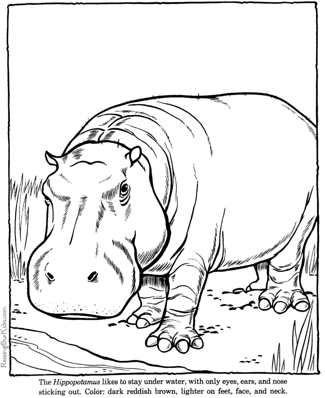 Página para colorir: hipopótamo (animais) #8656 - Páginas para Colorir Imprimíveis Gratuitamente