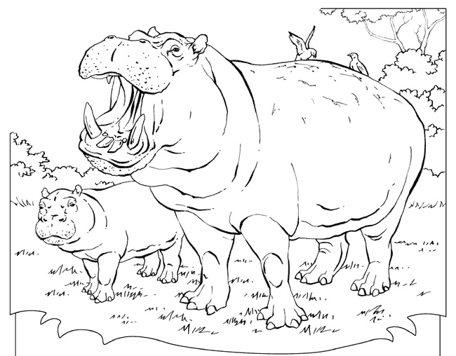 Página para colorir: hipopótamo (animais) #8690 - Páginas para Colorir Imprimíveis Gratuitamente
