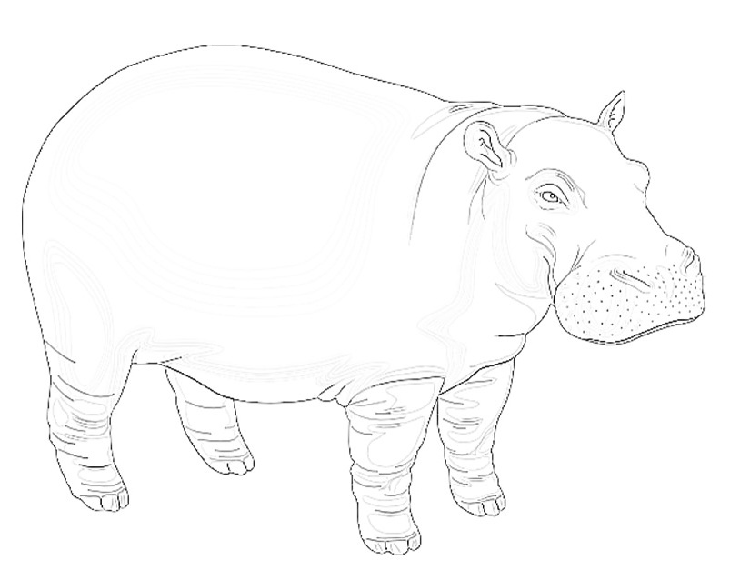 Página para colorir: hipopótamo (animais) #8702 - Páginas para Colorir Imprimíveis Gratuitamente