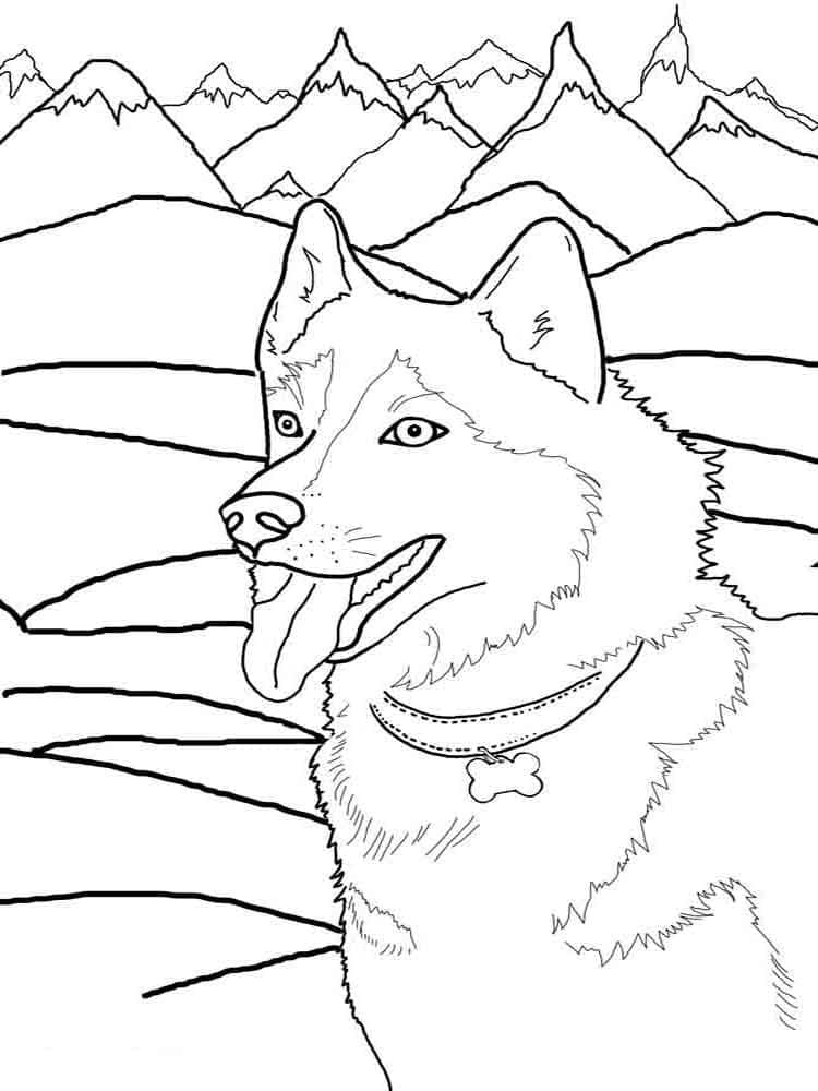 Desenho gratuito Husky #189115 da colecao Animais para imprimir Desenho gratuito Husky #189115 da colecao Animais para imprimir