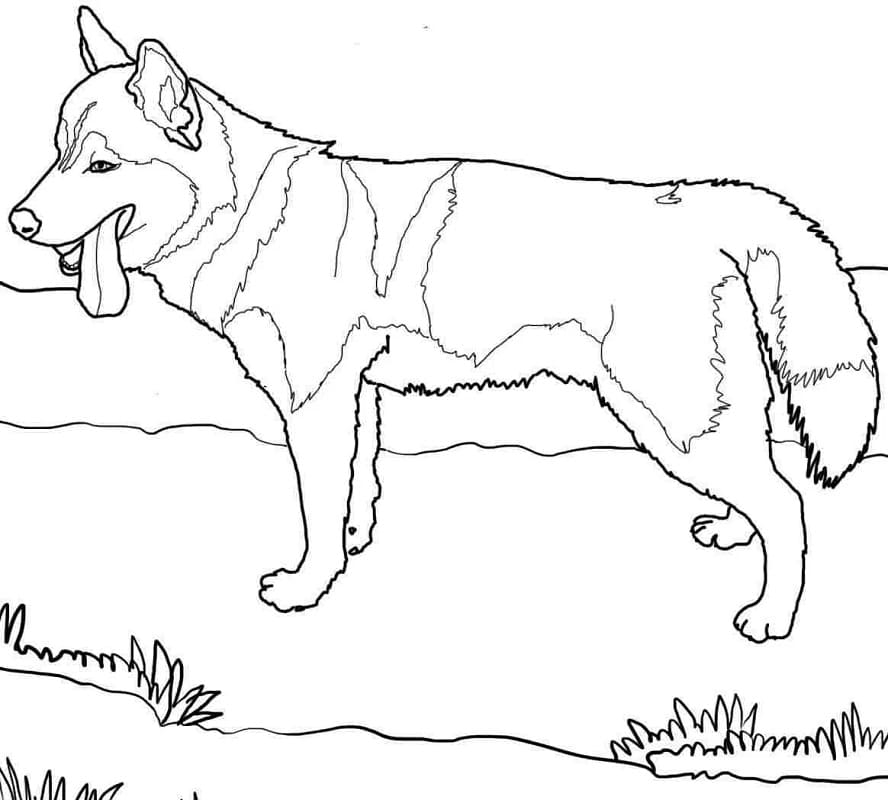 Página para colorir de Husky #189130 pertencente à coleção Animais Página para colorir de Husky #189130 pertencente à coleção Animais