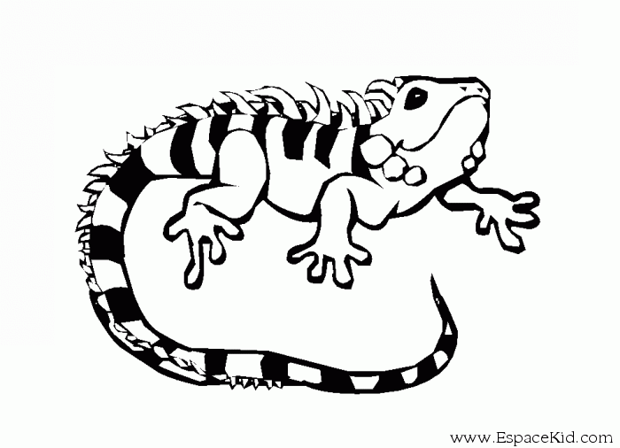 Página para colorir: iguana (animais) #8918 - Páginas para Colorir Imprimíveis Gratuitamente