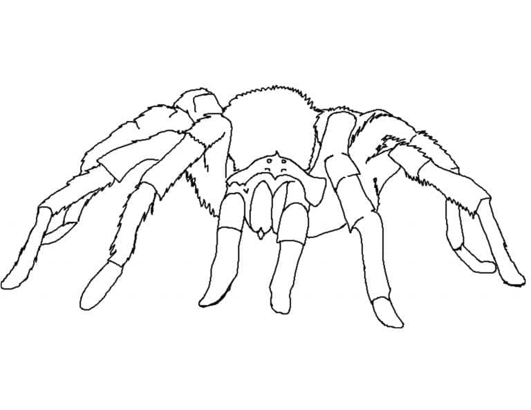 Desenho gratuito Inseto #179751 da colecao Animais para imprimir