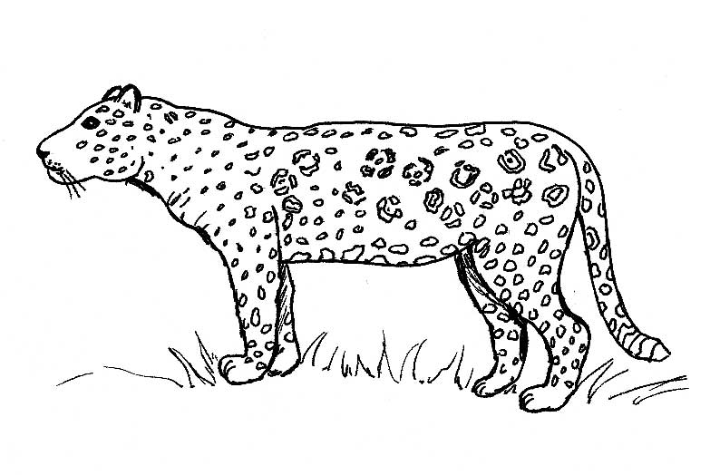 Página para colorir: Jaguar (animais) #9010 - Páginas para Colorir Imprimíveis Gratuitamente