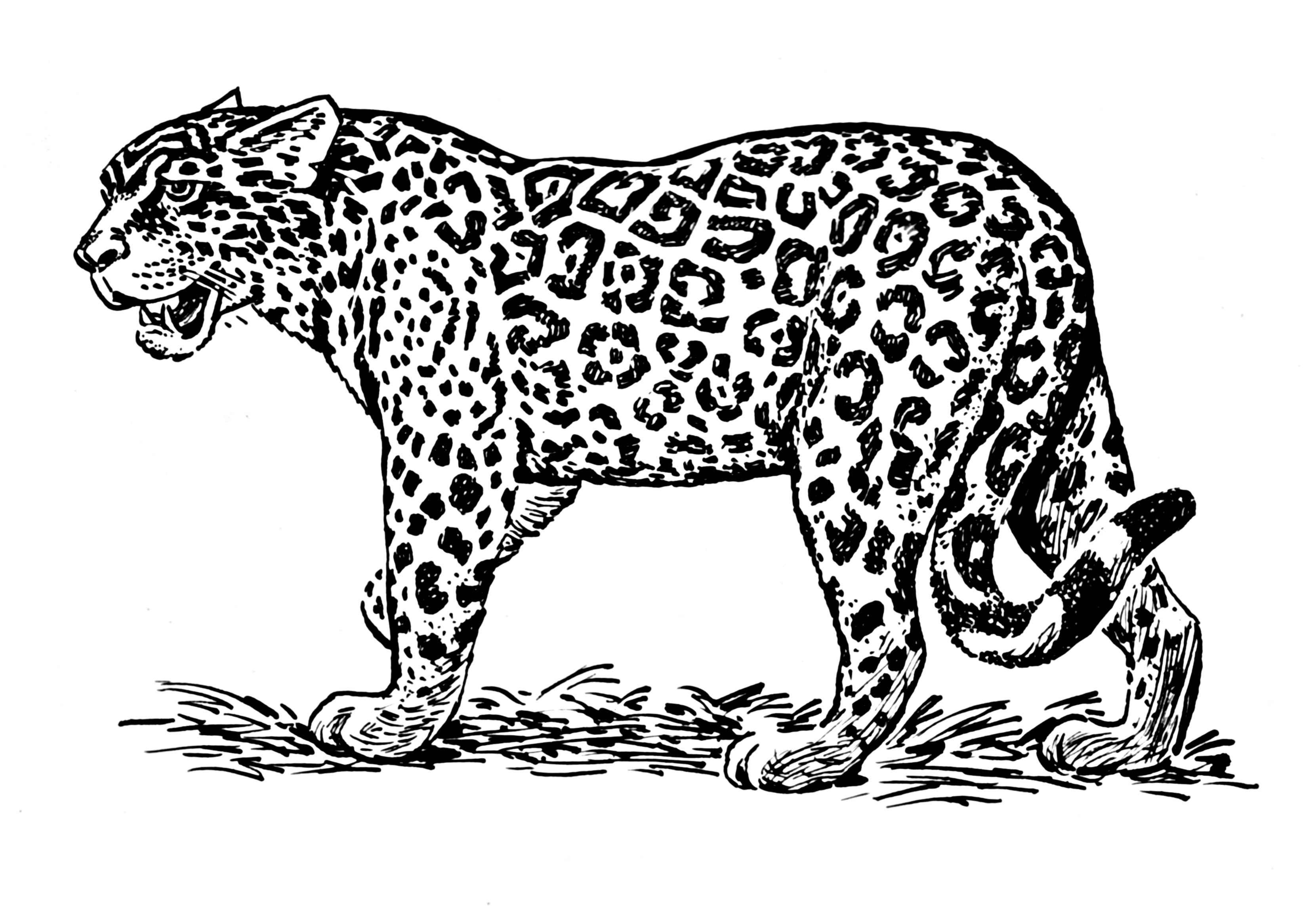 Página para colorir: Jaguar (animais) #9013 - Páginas para Colorir Imprimíveis Gratuitamente