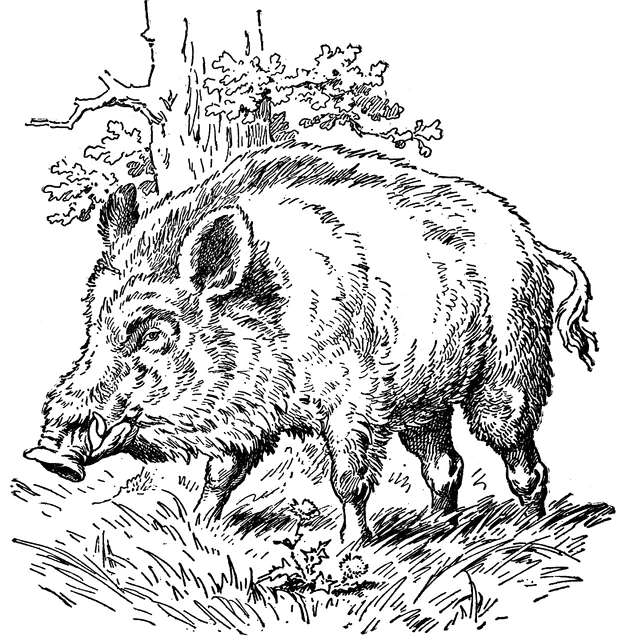 Desenho para colorir Javali #14720 da coleção Animais, pronto para imprimir