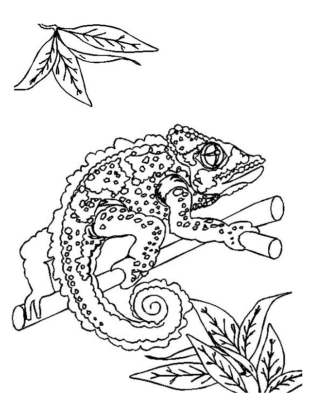 Página para colorir: lagartos (animais) #22330 - Páginas para Colorir Imprimíveis Gratuitamente