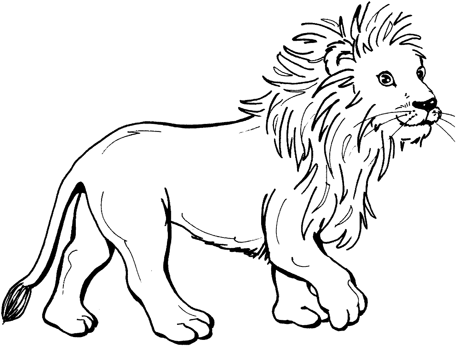 Página para colorir: Leão (animais) #10240 - Páginas para Colorir Imprimíveis Gratuitamente