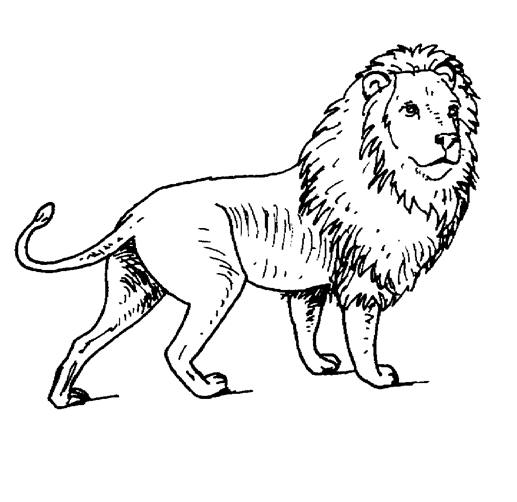 Página para colorir: Leão (animais) #10273 - Páginas para Colorir Imprimíveis Gratuitamente