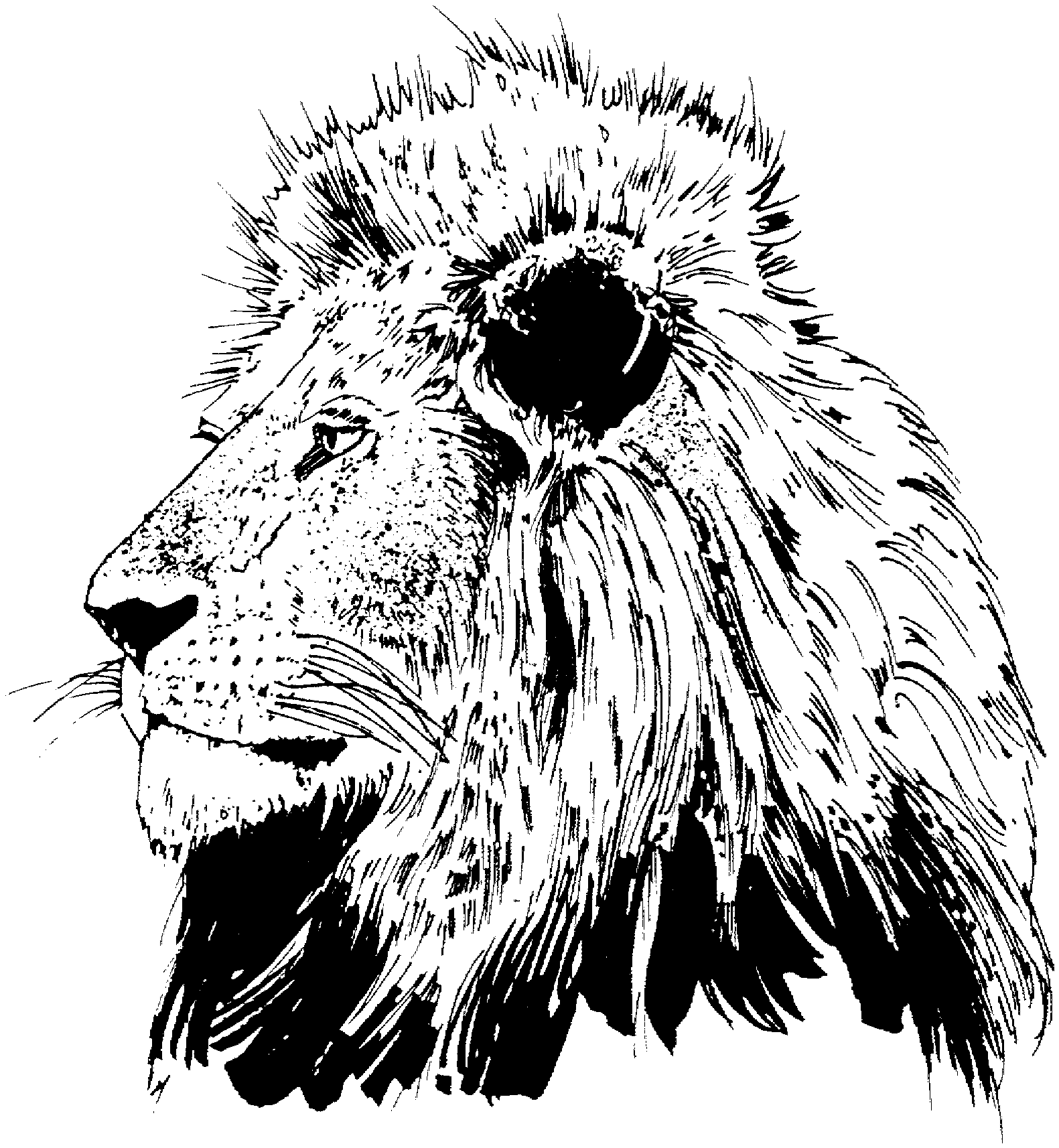 Página para colorir: Leão (animais) #10316 - Páginas para Colorir Imprimíveis Gratuitamente