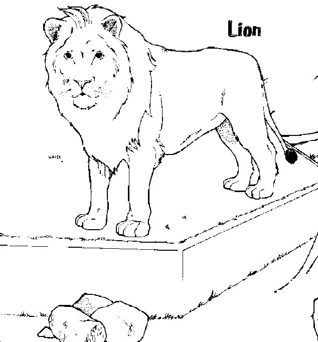 Página para colorir: Leão (animais) #10359 - Páginas para Colorir Imprimíveis Gratuitamente