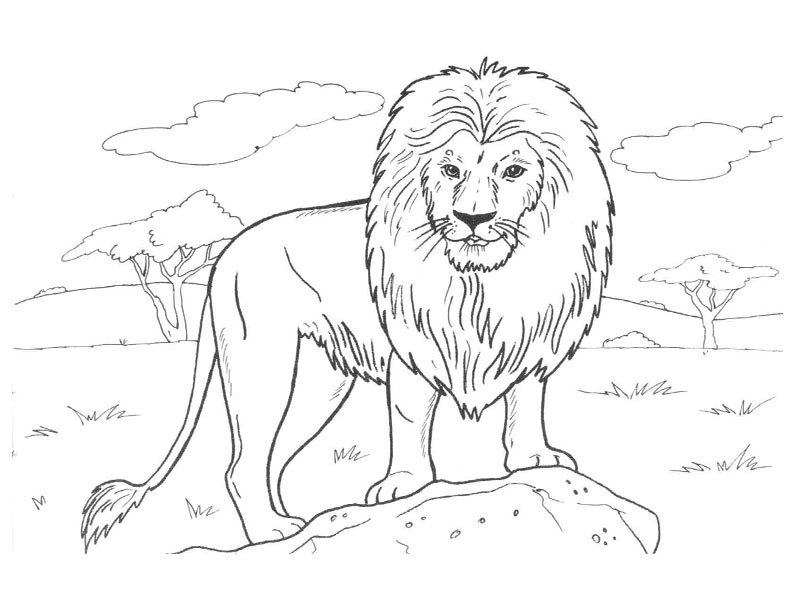 Página para colorir: Leão (animais) #10379 - Páginas para Colorir Imprimíveis Gratuitamente
