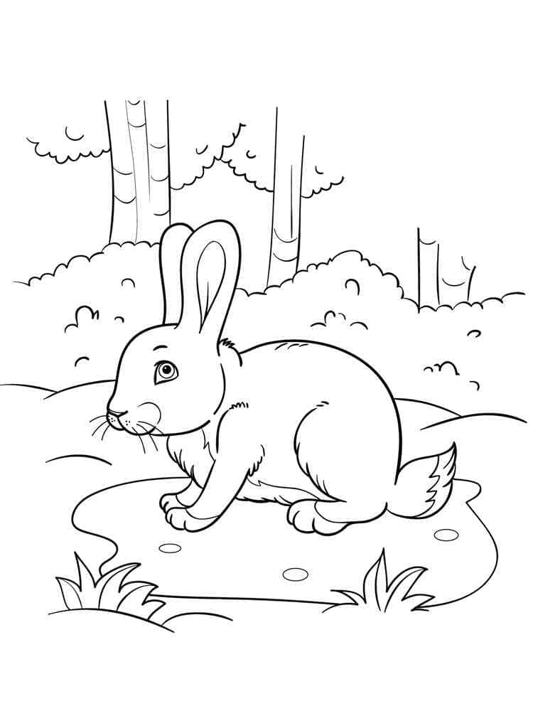 Desenho gratuito Lebre #209033 da colecao Animais para imprimir