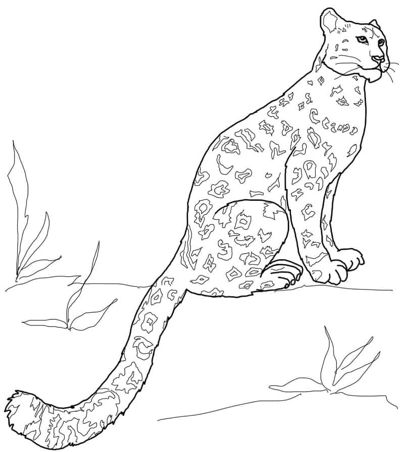 Desenho gratuito Leopardo #189157 da colecao Animais para imprimir
