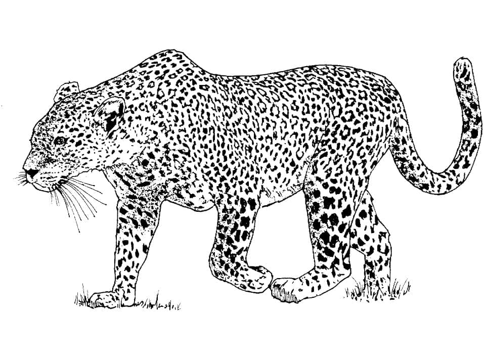 Desenho gratuito Leopardo #189172 da colecao Animais para imprimir