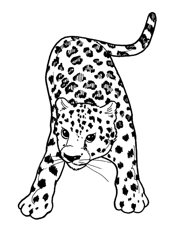 Página para colorir: Leopardo (animais) #9707 - Páginas para Colorir Imprimíveis Gratuitamente