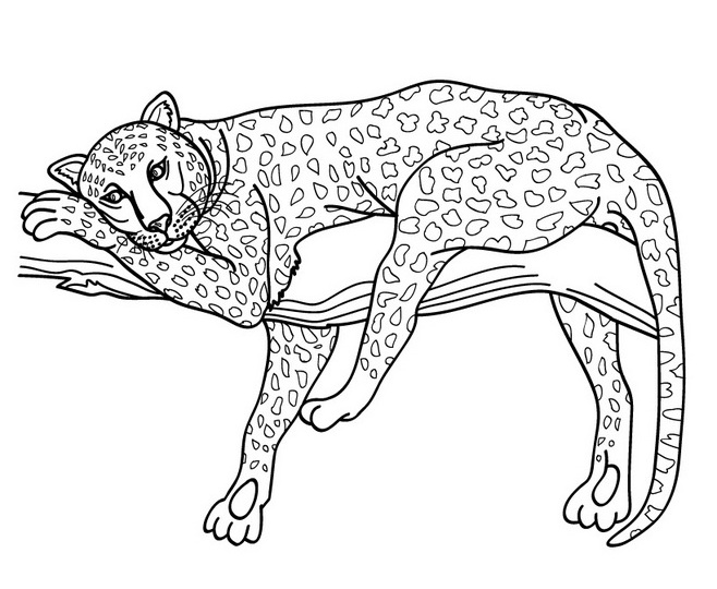 Página para colorir: Leopardo (animais) #9709 - Páginas para Colorir Imprimíveis Gratuitamente