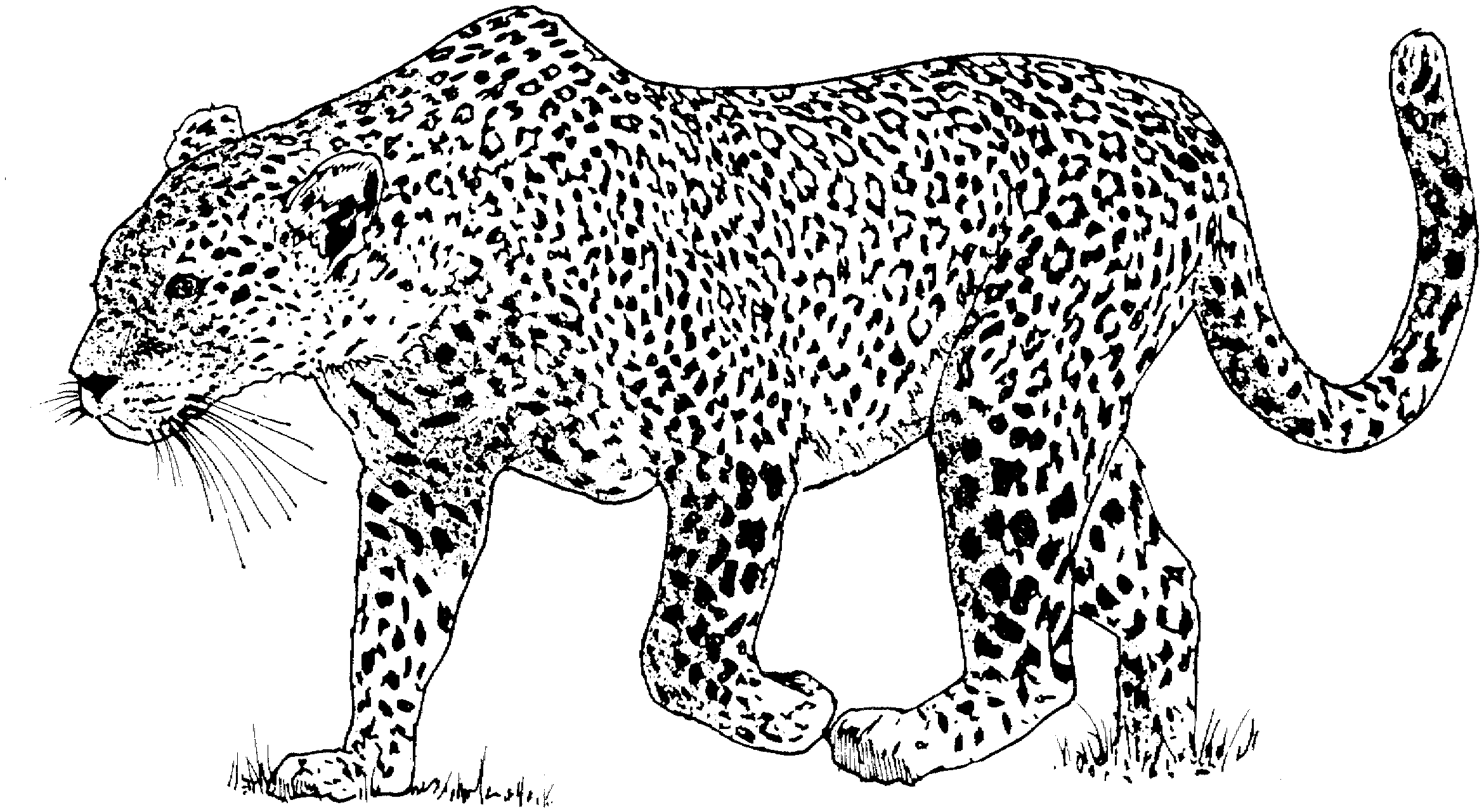 Página para colorir: Leopardo (animais) #9711 - Páginas para Colorir Imprimíveis Gratuitamente